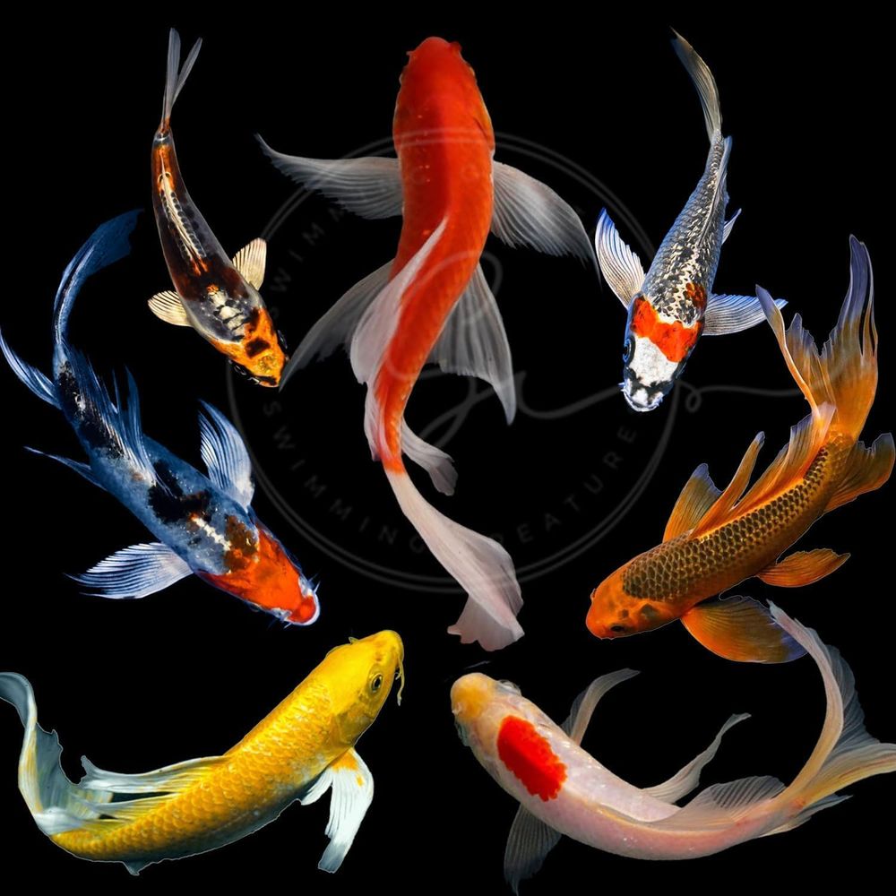 Aquarium Fish Pond - Assorted Colors Live Koi Fish for