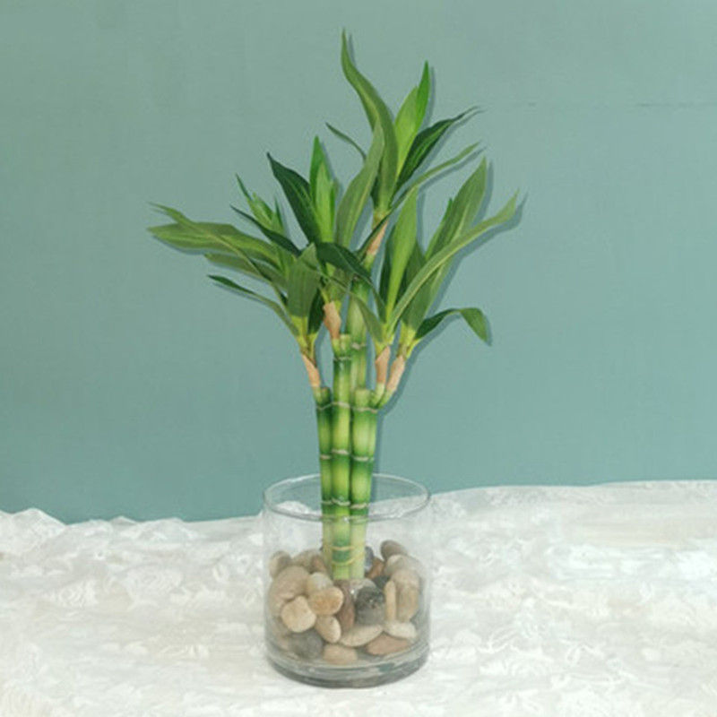 New 40cm rFtificial Lucky Bamb - огляд і ціна Aquarium Fish Only