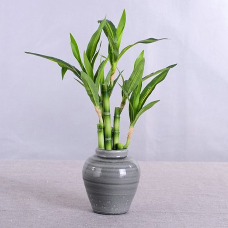 New 40cm rFtificial Lucky Bamb - огляд і ціна Aquarium Fish Only