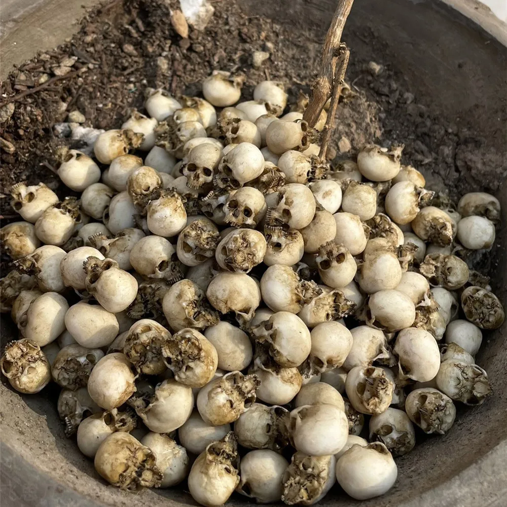 Mini Skull High Quality Miniat - огляд і ціна Aquarium Fish Only