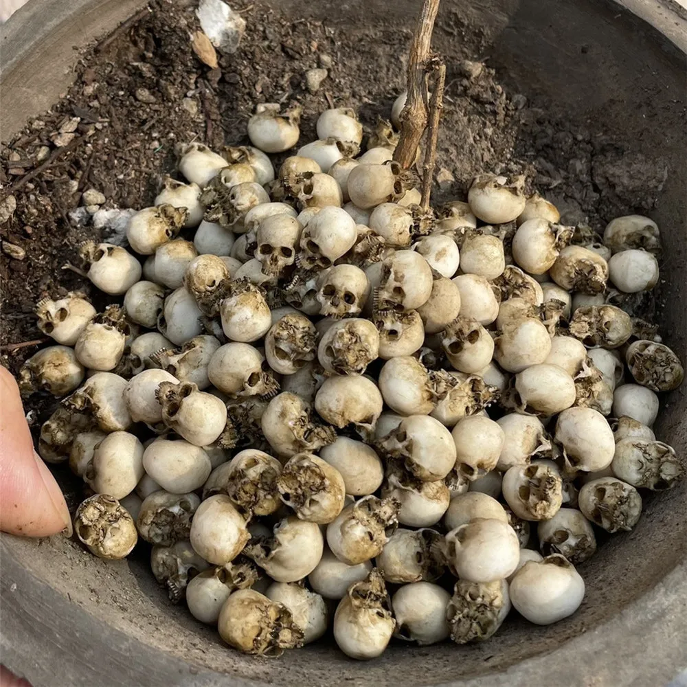 Mini Skull High Quality Miniat - огляд і ціна Aquarium Fish Only