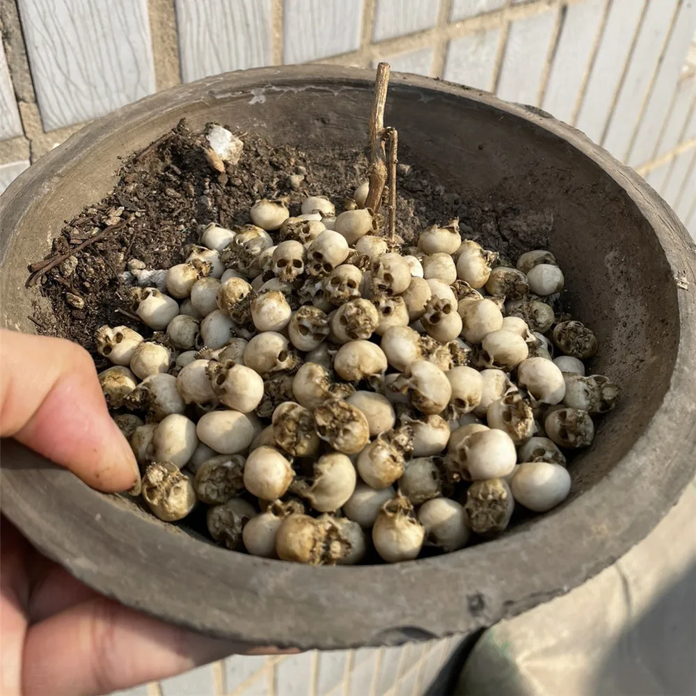 Mini Skull High Quality Miniat - огляд і ціна Aquarium Fish Only