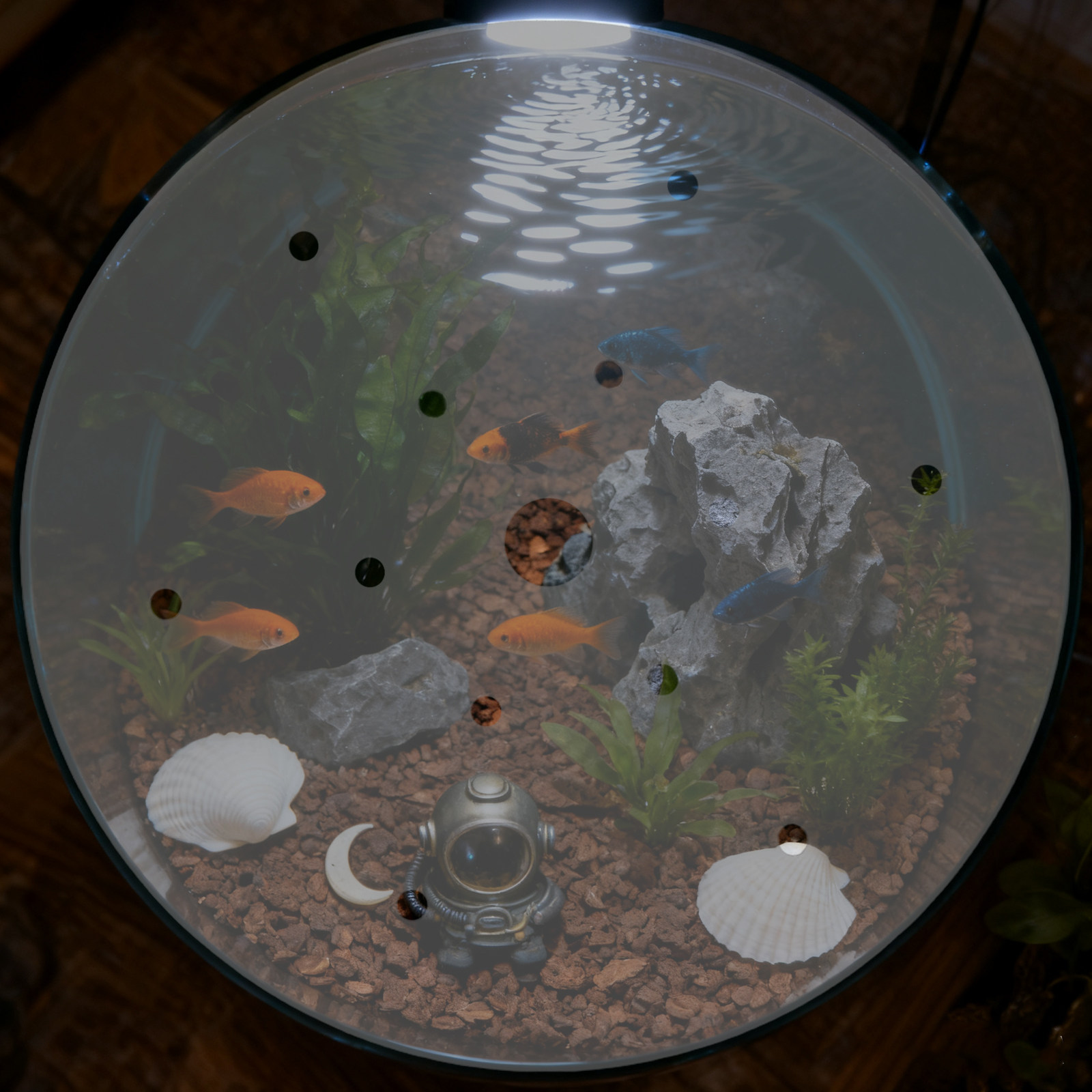 7 Inch Round Acrylic Fish Tank - огляд і ціна Aquarium Fish Escape